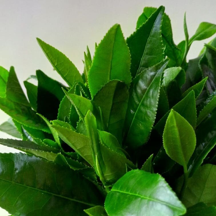 چای سیاه ممتاز املش1404(500گرم)