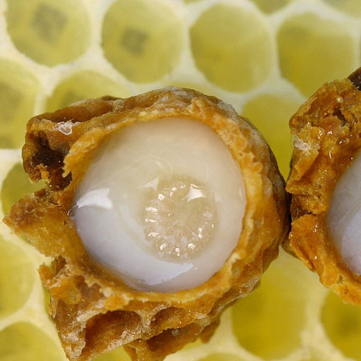 ژل رویال ایرانی (شاه انگبین)  این محصول به صورت5گرم ژل محلول در250گرم عسل ارسال خواهدشد