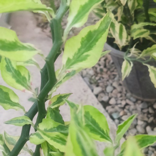 گیاه پدیلانتوس با ساقه زیگ زاگ بسیار زیبا و خاص و جذاب پک 3 عددی  سطل 3