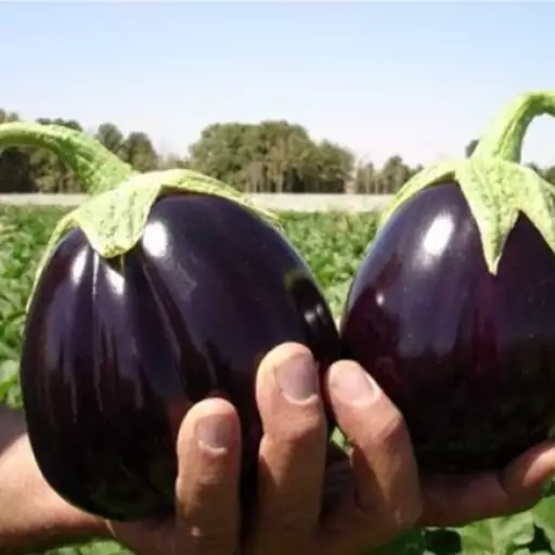 بذر بادمجان دلمه ای(20 عددی)