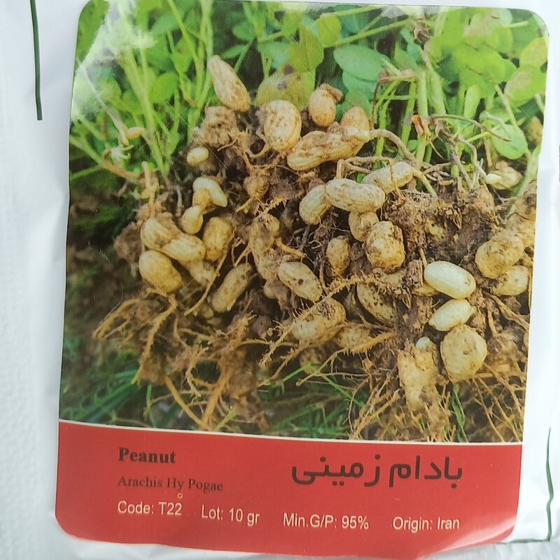 بذر بادام زمینی