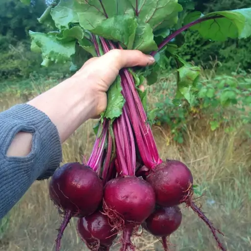 بذر چغندر لبویی 20 گرمی