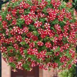 بذر گل اطلسی ستاره ای قرمز و سفید 100عددی