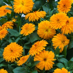 بذر گل همیشه بهار زرد و نارنجی 1 گرمی