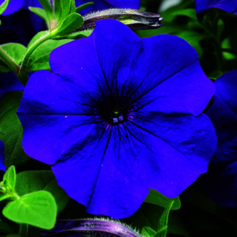 بذر گل اطلسی آبی 10 عددی