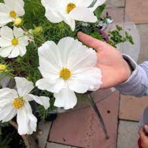 بذر گل ستاره ای سفید 30عددی