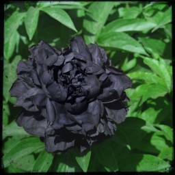 بذر گل شقایق پرپر سیاه 10 عددی
