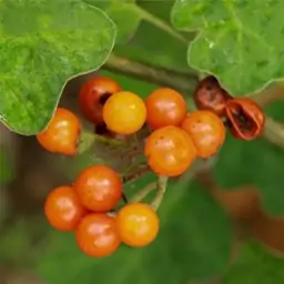 بذر بادمجان نخودی نارنجی 10عددی