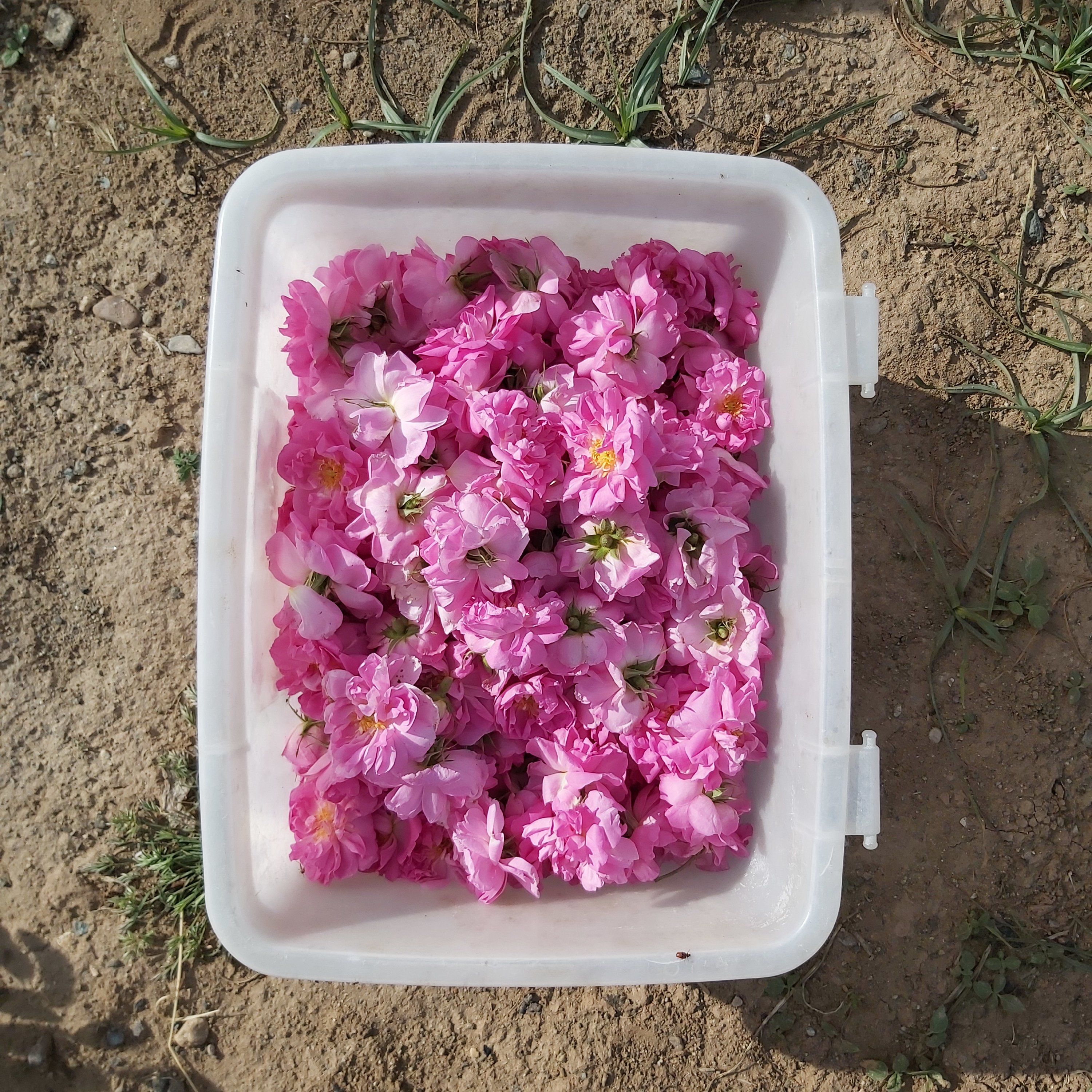 گل محمدی خشک شده 50 گرمی