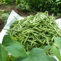 لوبیا سبز تازه تازه خورد شده  دستچین شده از باغمون

مثل محصولات دیگمون عالیهههههه