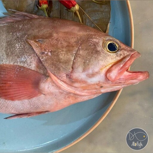 ماهی هامور بُرتام ( پک 5 کیلویی) 