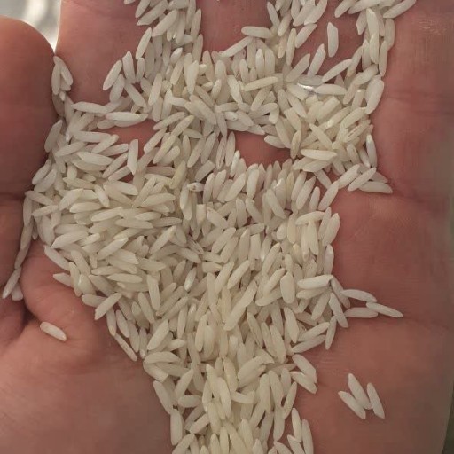 برنج طارم هاشمی (20کیلوئی) غربال و سورت شده صداقت