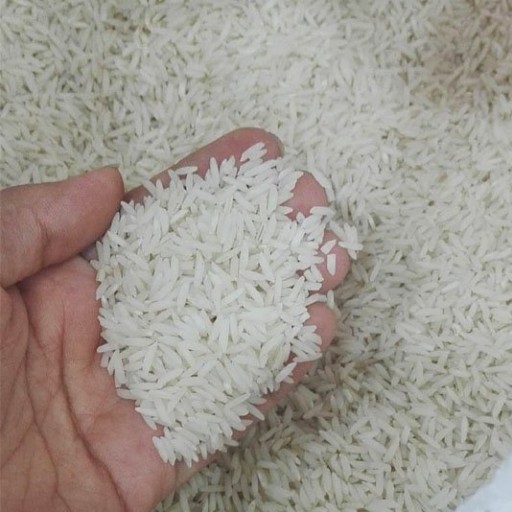 برنج هاشمی پا کوتاه گیلان