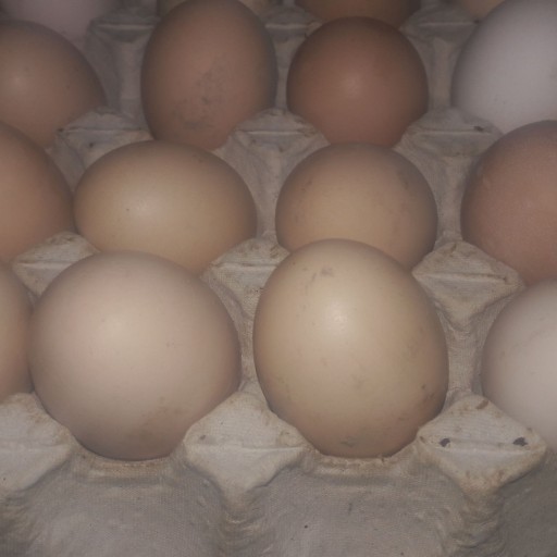 تخم مرغ محلی  صد در صد طبیعی و سالم