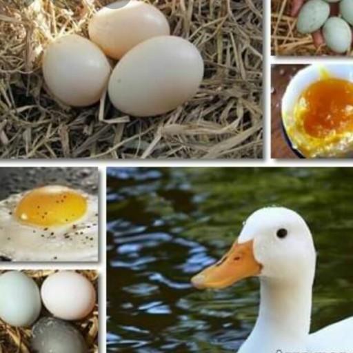 تخم اردک(پک10عددی)