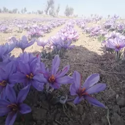 زعفران  نگین(از زعفرانی ترین روستای جهان سنو)عطری بی نظیر