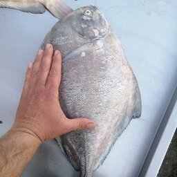 ماهی حلوا سیاه درشت صید تازه روز، کیلویی 549 هزار تومان 