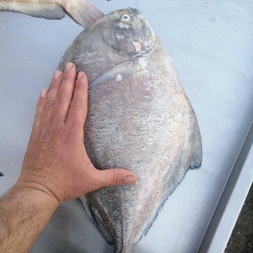 ماهی حلوا سیاه درشت صید تازه روز