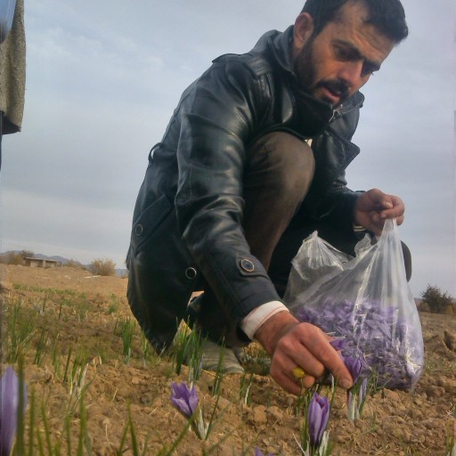 زعفران سرگل اقتصادی  4 گرمی با یک چهارم نرمه  بوری (توضیح در قسمت توضیحات محصول)برداشت آخرین فصل  آبان و آذر سال  1401