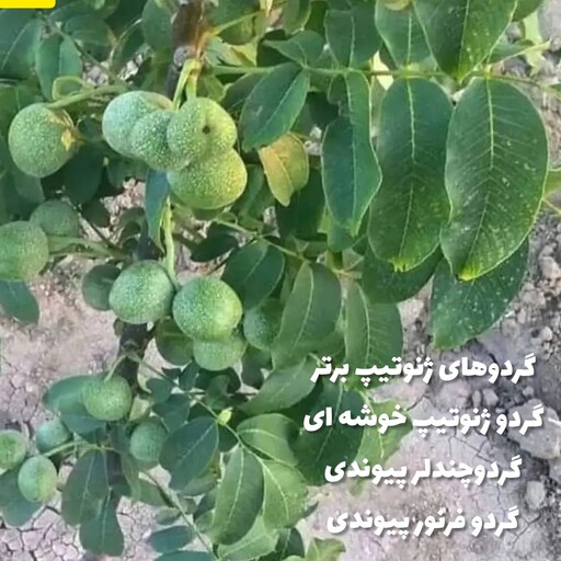 نهال گردو چندلر امریکایی پیوندی  (خوشه ای)