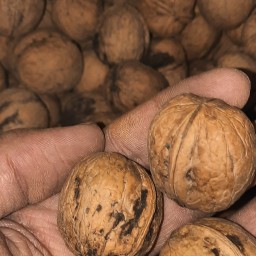 گردوی کاغذی درجه 3 به شرط سوزنی نبودن (900 گرم خالص)