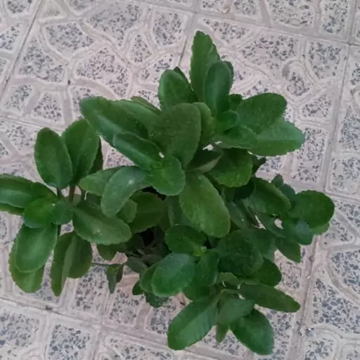 گل کالانگوئه(قاشقی)