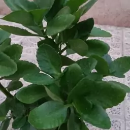 گل کالانگوئه(قاشقی)