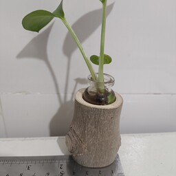 گلدان چوبی طبیعی با شیشه بدون گل