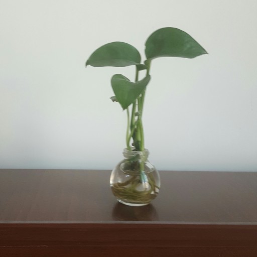 گلدان شیشه ای 1