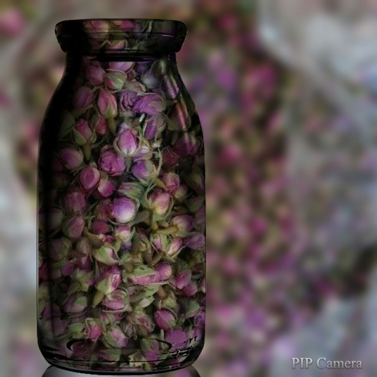 غنچه گل محمدی (انتخاب پست پیشتاز)