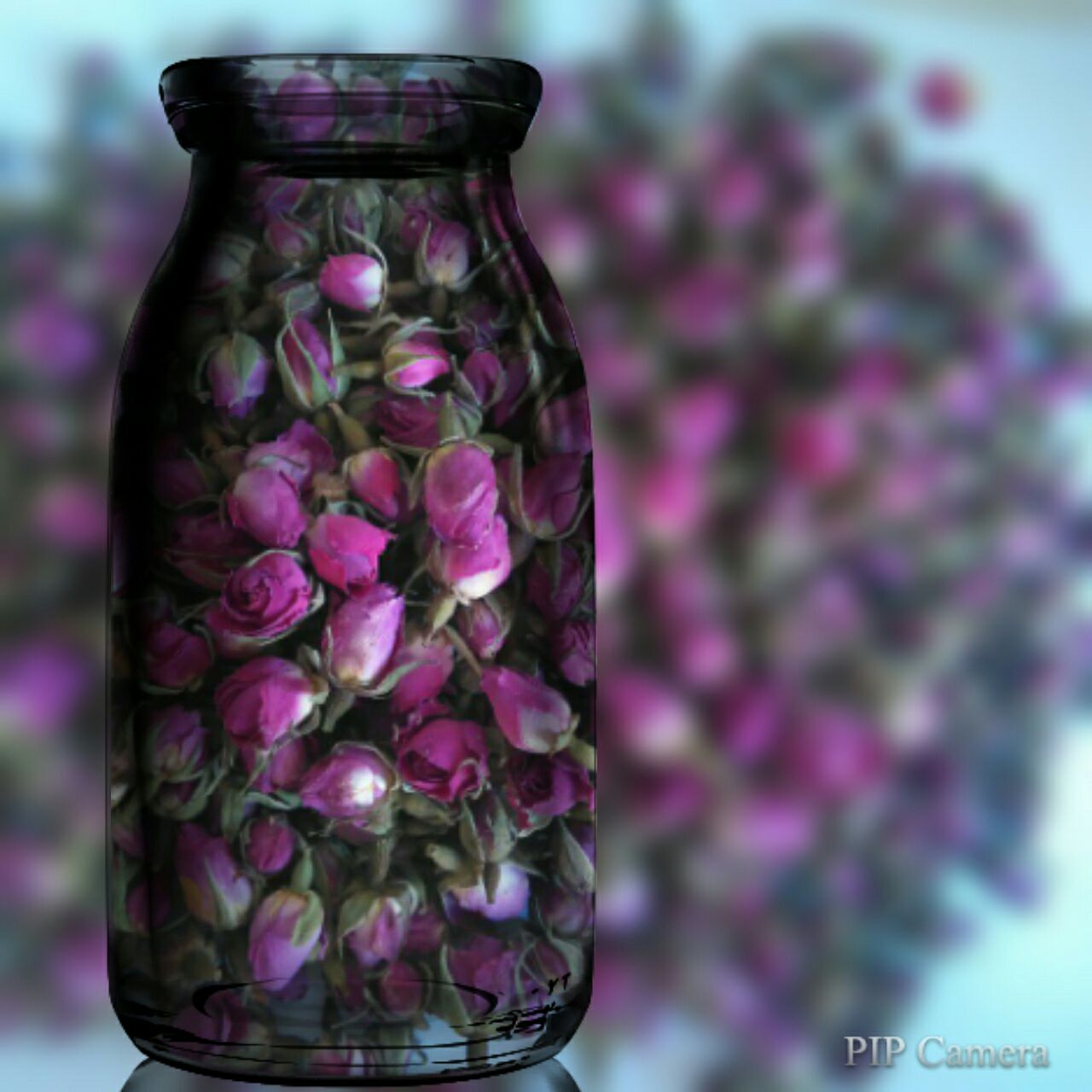 غنچه گل محمدی نیم کیلویی