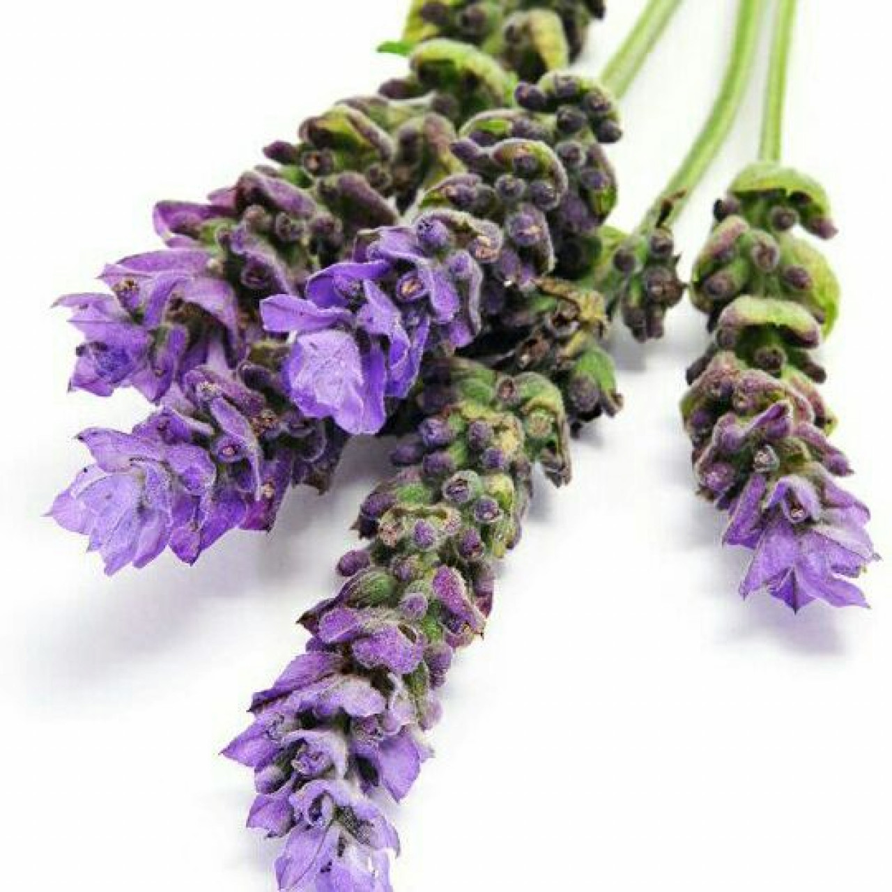 اسطوخودوس خشک شده50 گرم