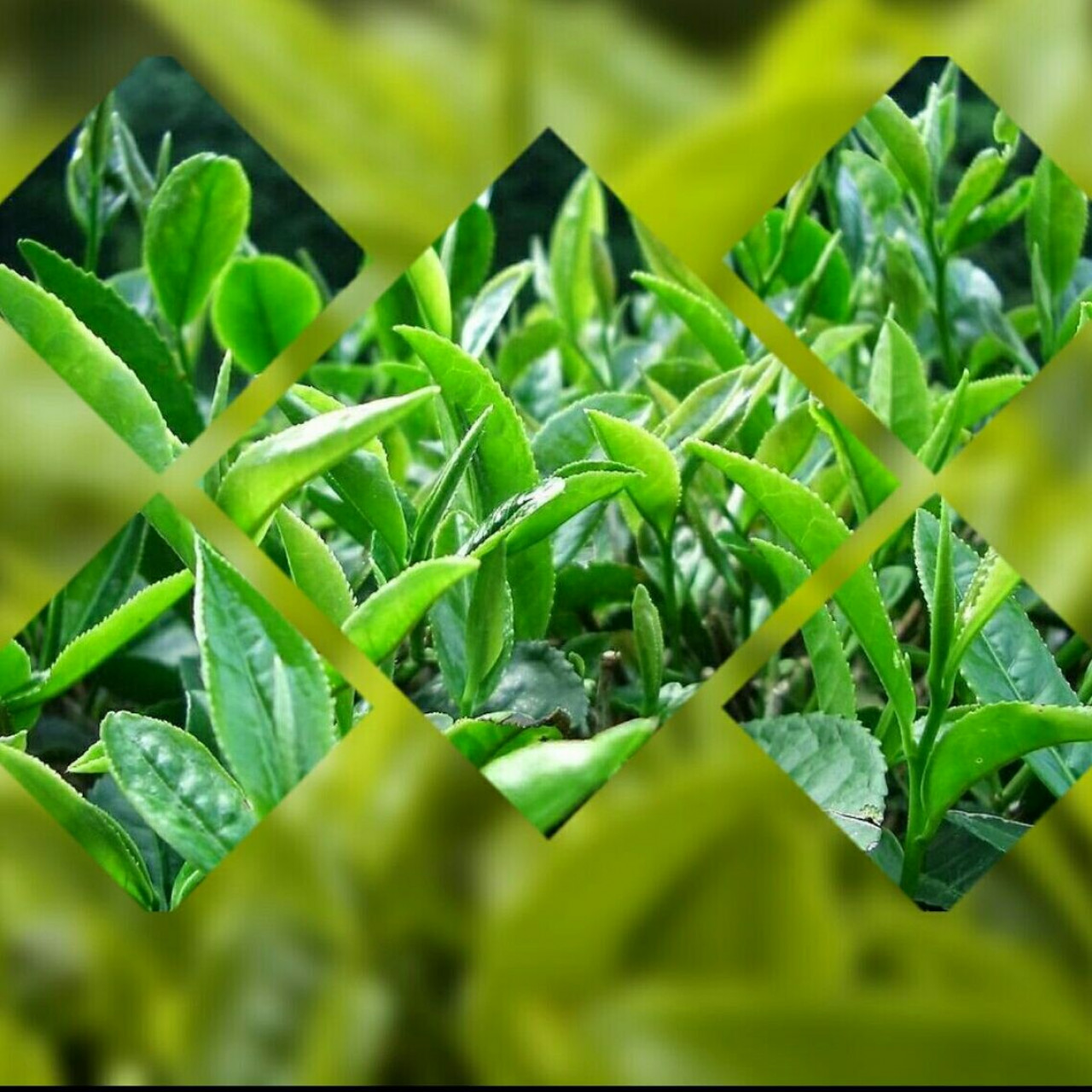 چای سبز ایرانی