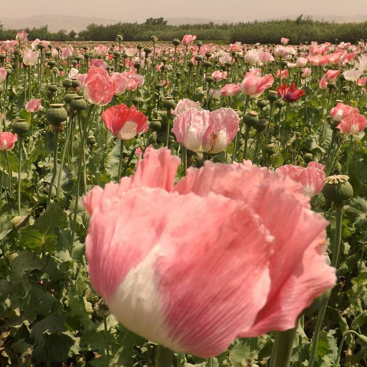روغن کوکنار(خشخاش) 30 سی سی