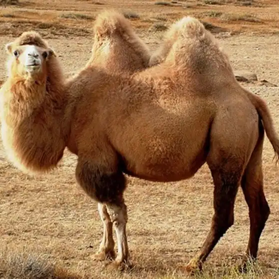 روغن کوهان شتر