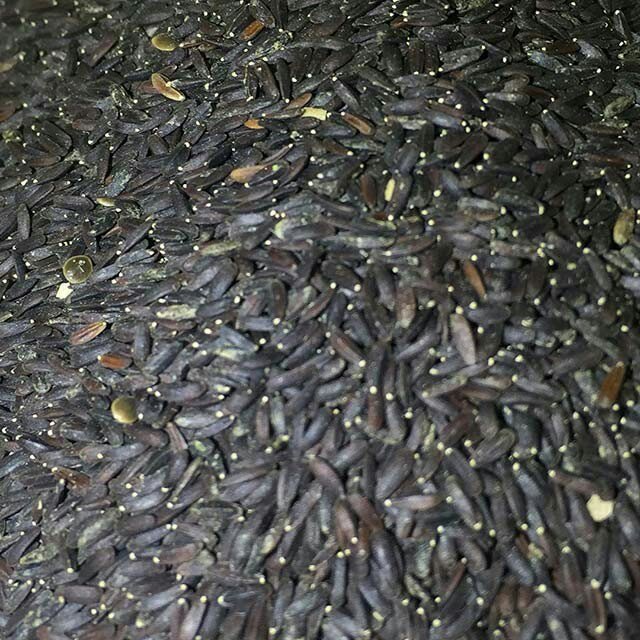 بالنگو 50 گرم 
