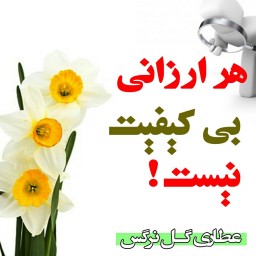 ادویه مرغ وماهی