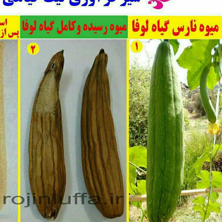 لیف لوفا بیضی دوطرفه