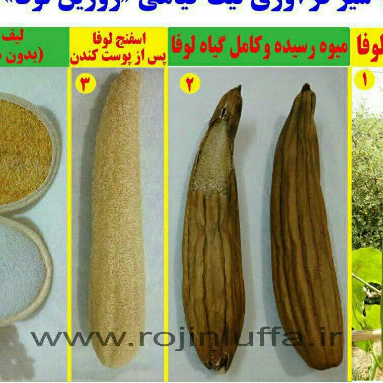 لیف لوفاپدصورت یک طرفه کوچک