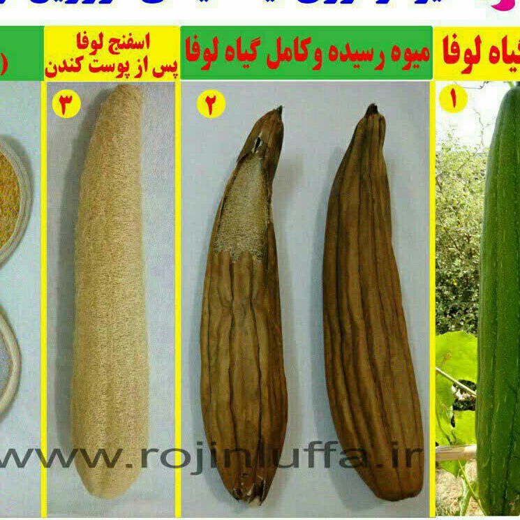لیف لوفاطرح دایره یک طرفه