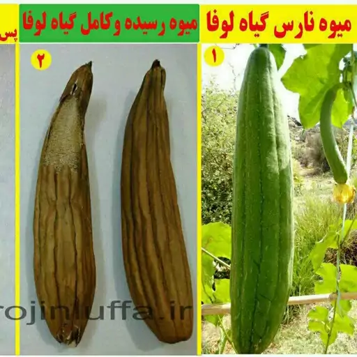 لیف لوفاپدصورت دوطرفه کوچک