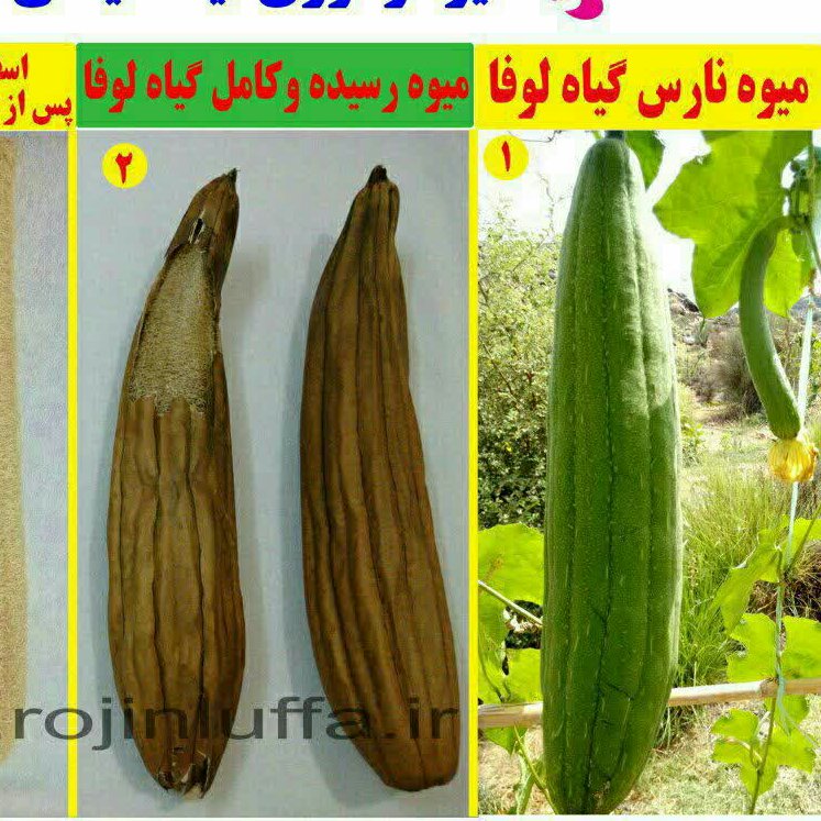 لیف لوفاطرح اشک دوطرفه