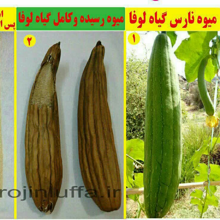 لیف لوفاپدصورت یک طرفه کوچک