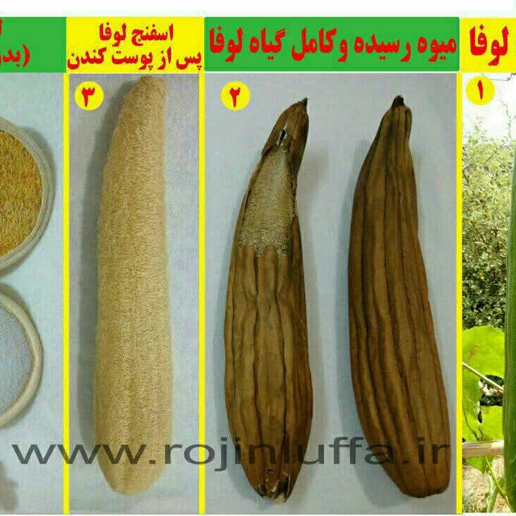 لیف لوفاطرح اشک دوطرفه