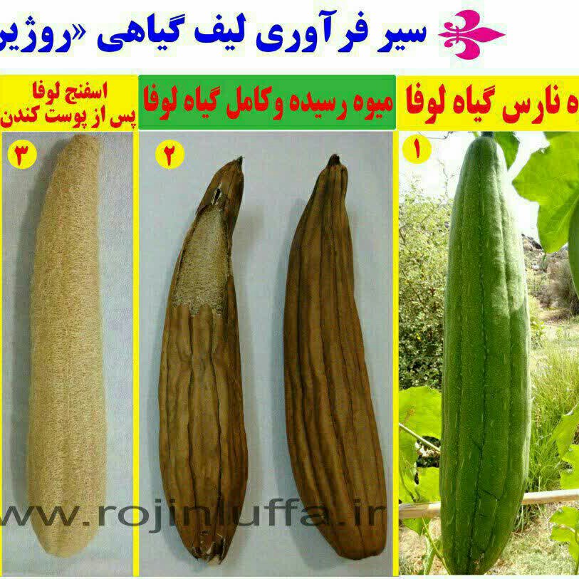 لیف لوفاطرح دایره دوطرفه