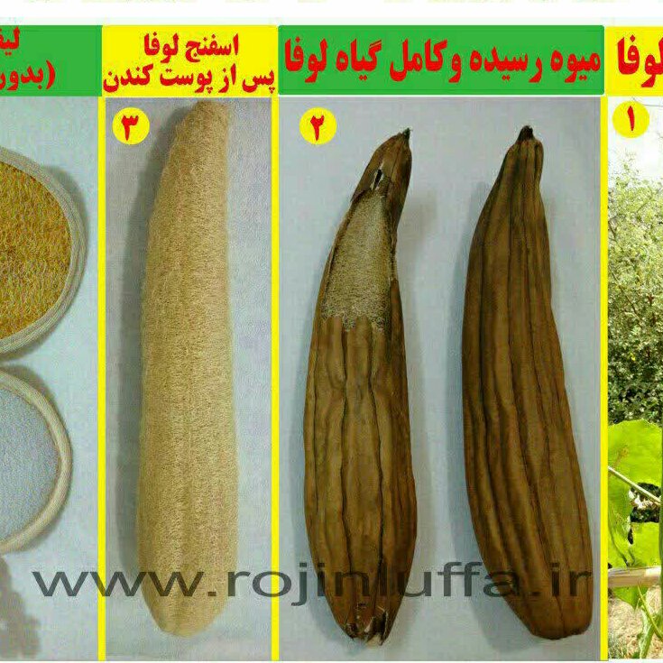 لیف لوفا بیضی دوطرفه