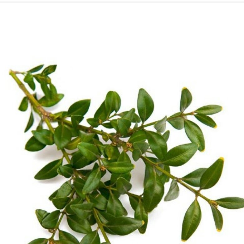 روغن مورد 30 سی سی