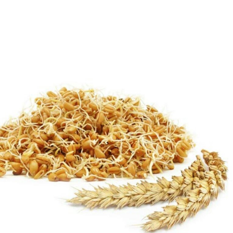 روغن جوانه گندم 30 سی سی 