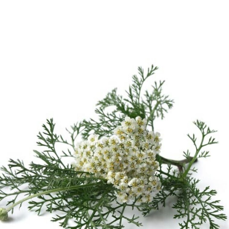 روغن بومادران 30 سی سی