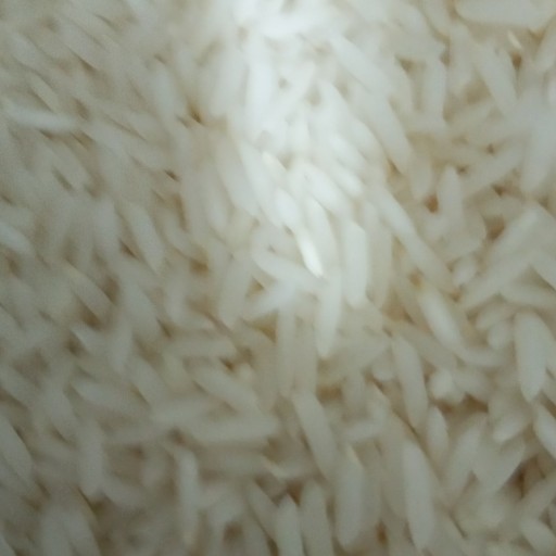 برنج طارم شیرودی